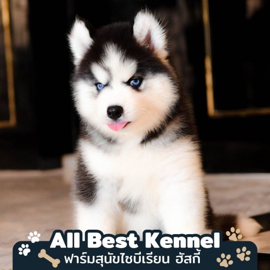 ไซบีเรียนแท้จากฟาร์ม