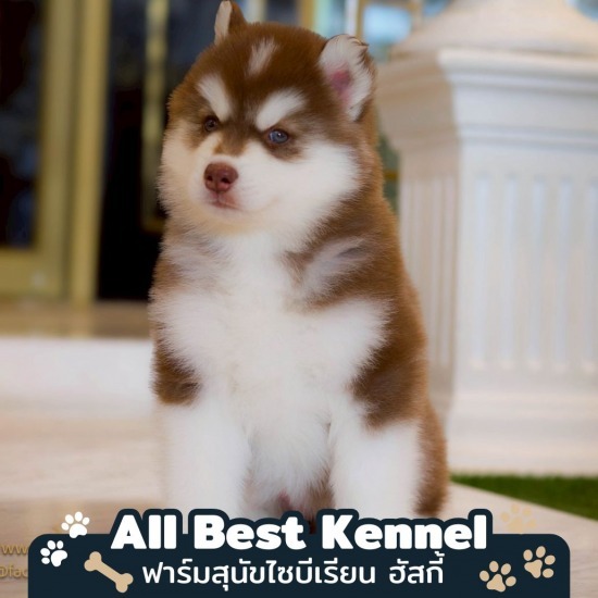 ลูกไซบีเรียนฮัสกี้ ราคา - ฟาร์มไซบีเรียนเกรดไฮเอน - Allbest Kennel