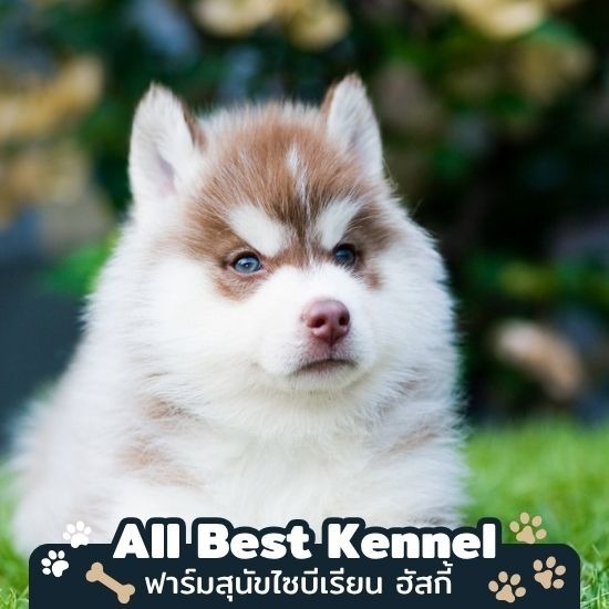 ขายลูกไซบีเรียนฮัสกี้คัดเกรด