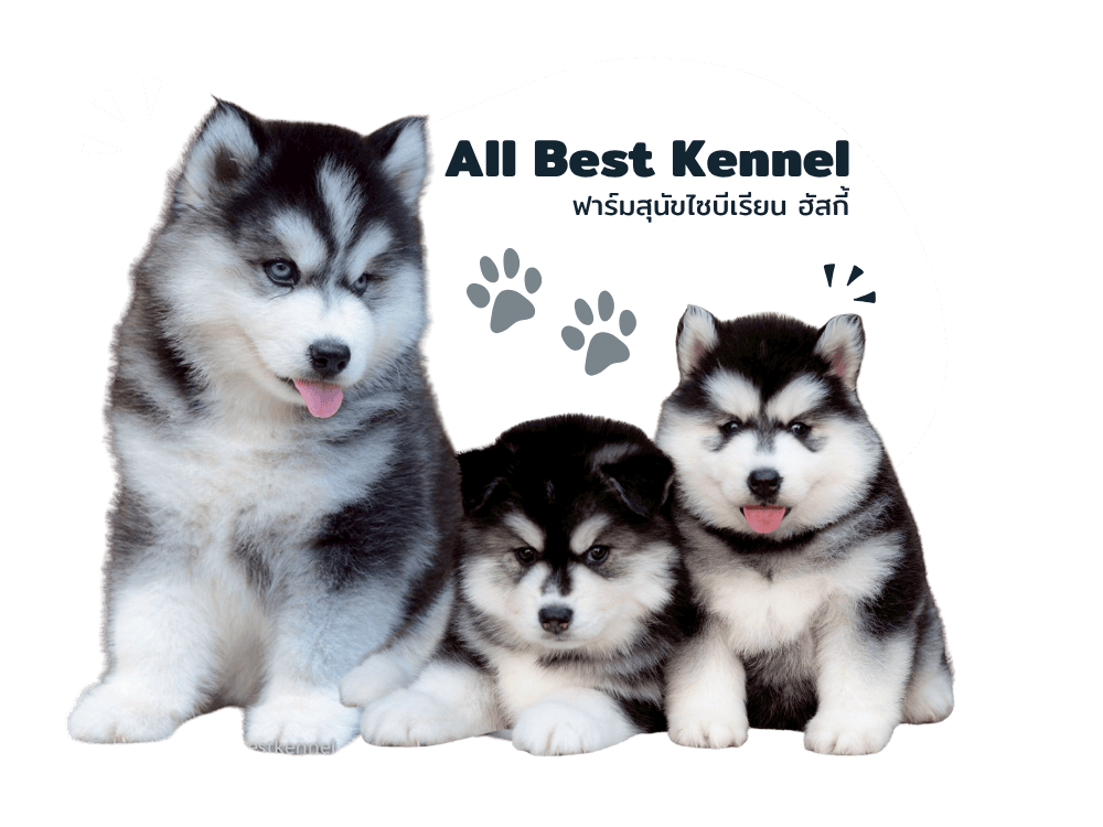 ฟาร์มสุนัขไซบีเรียน นนทบุรี