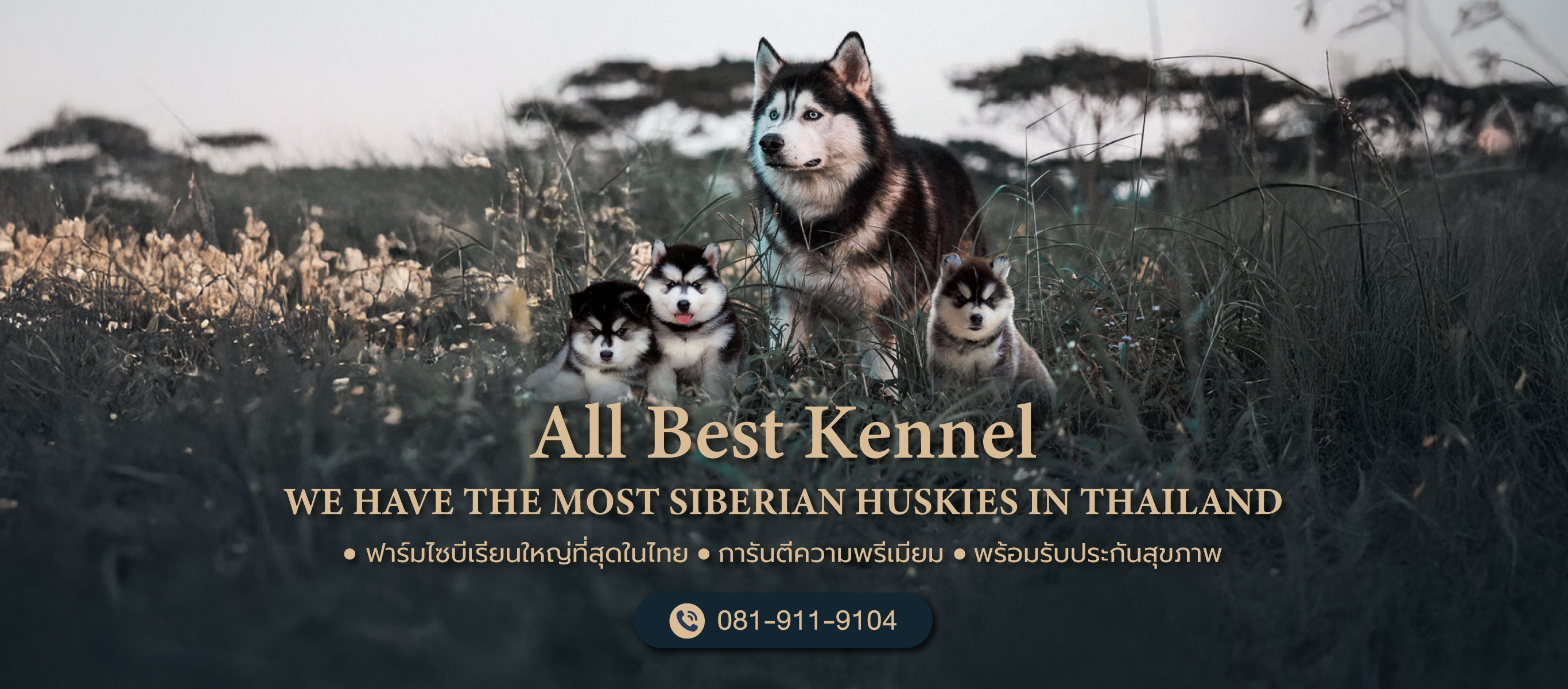 ฟาร์มไซบีเรียนเกรดไฮเอน   Allbest Kennel